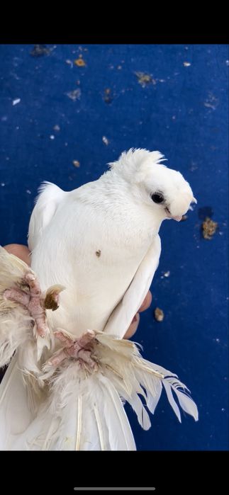 Белый пара плод есть