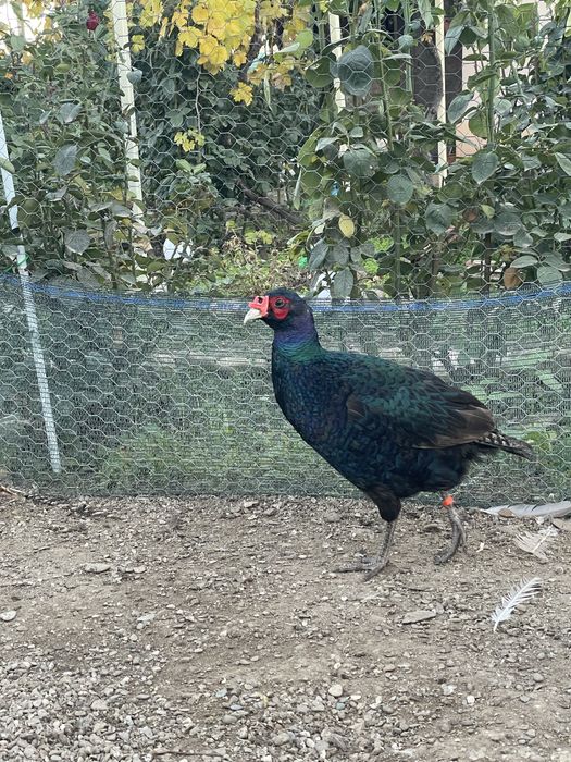 Fazani tenebros tineret