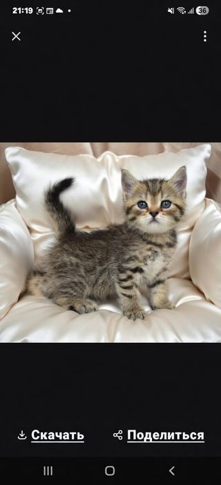 КошЕчки ТигРяши ШотЛандСкиЕ