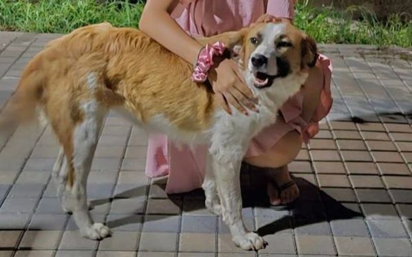 Подарява се кученце