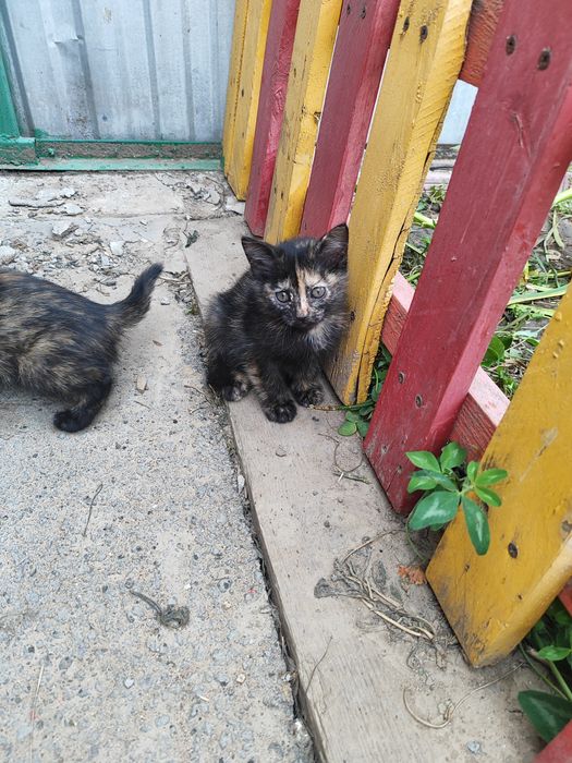 Отдам котят в хорошие руки