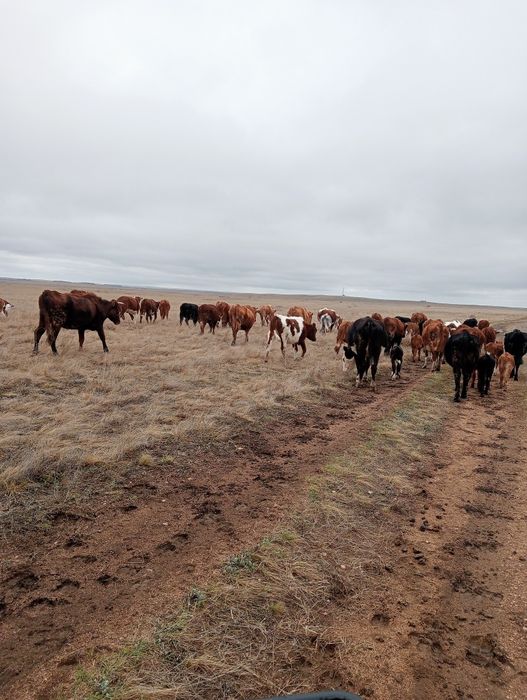 Продам телку 3х летка