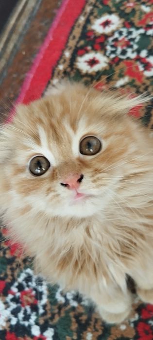 Mushuk zotdor sotiladi