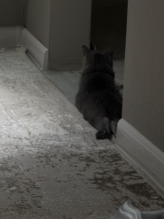 Отдам кошку британца