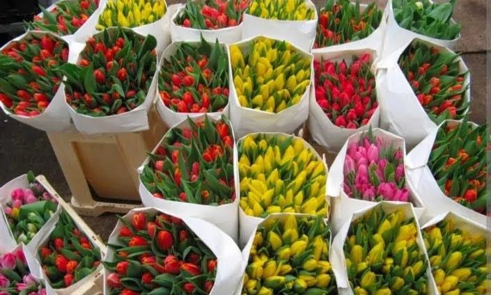 Тюльпаны оптом. В городе есть склад