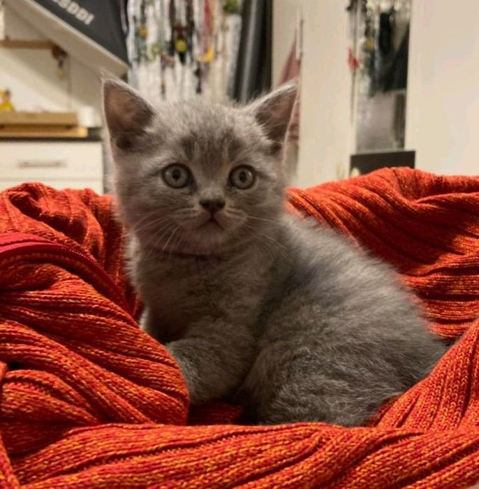 Британско късокосместо коте