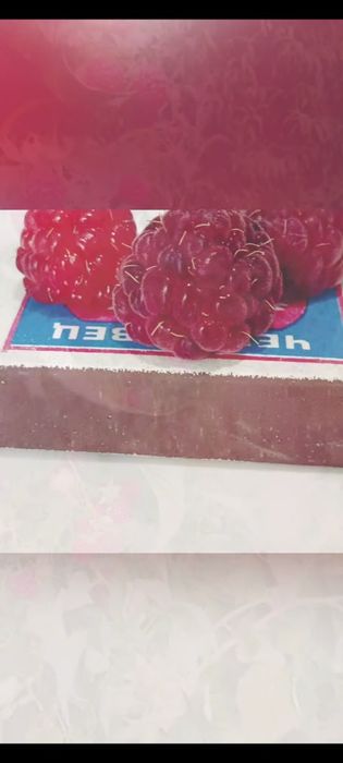 Продаю саженцы ремонтантной малины
