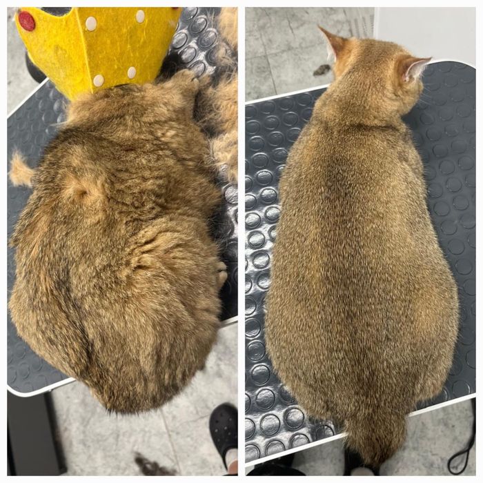 Стрижка собак кошек,экспресс линька