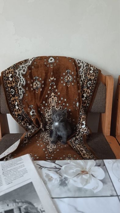 Отдам милых котят в добрые руки