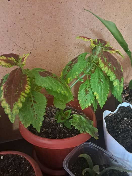 Продам цветы от 500тенге