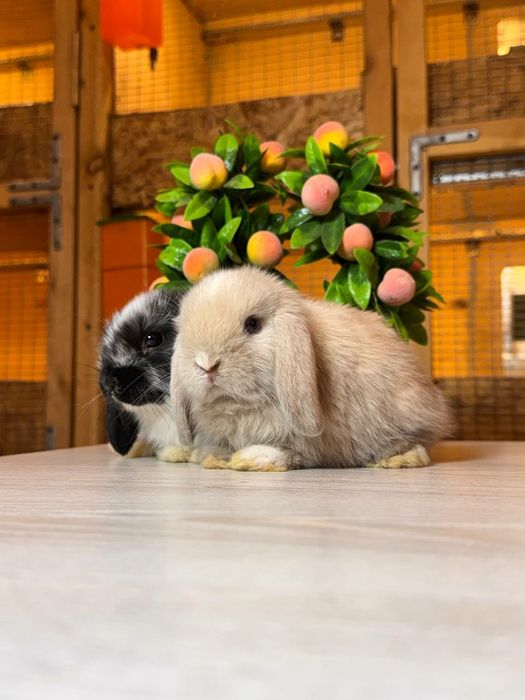 Quyon Кролик Декоративные Кролики карлик баран