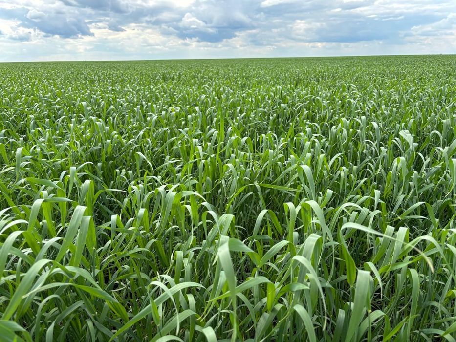 Семена омская 36.