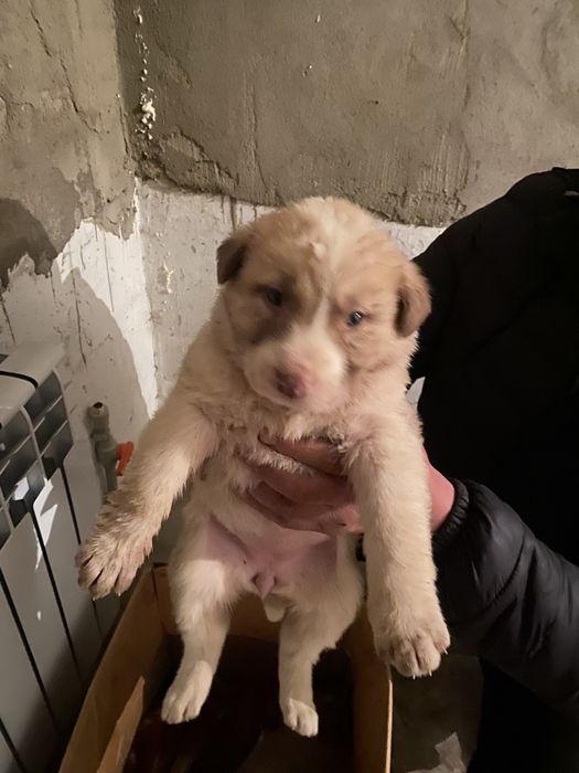 Казахи Тобет девочки