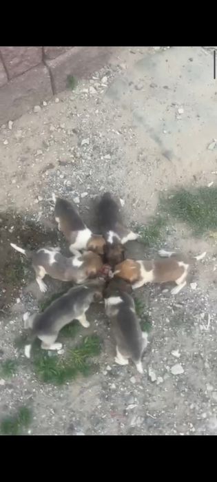 Щенки отдам бесплатно