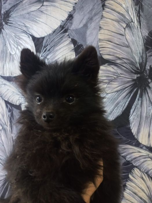 Продам прекрасных щенков шпица