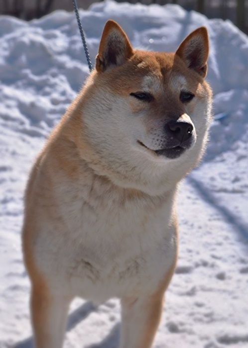 японские сибы на продажу