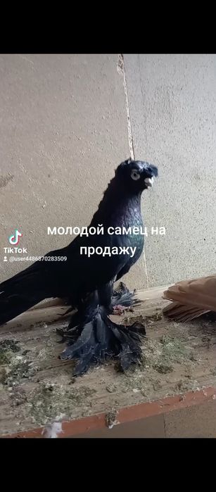 Например lPhome11