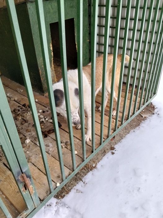 Продам суку алабая