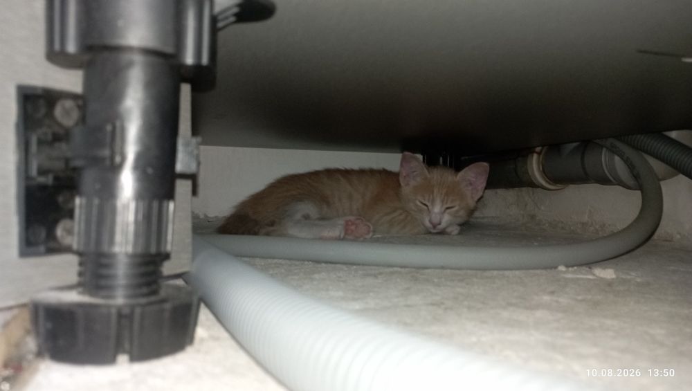 Отдам мать и её 5ых котят