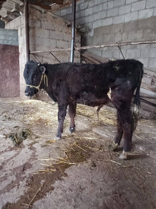 Бузаулар сатылады