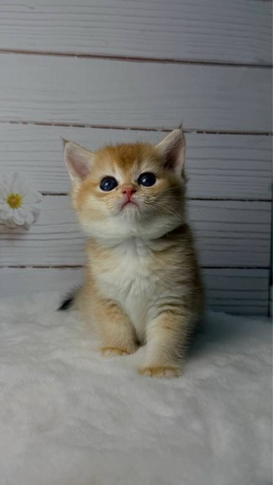 Шиншиллы золотые британские