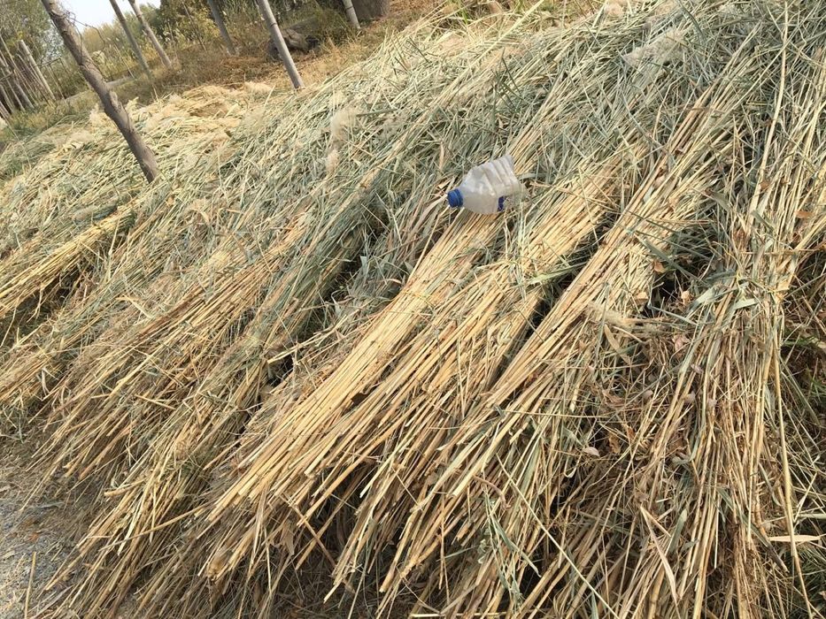 Продам камиш пучок 10000