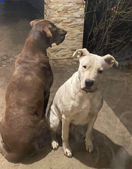 Donez Dog Argentinian metis femelă