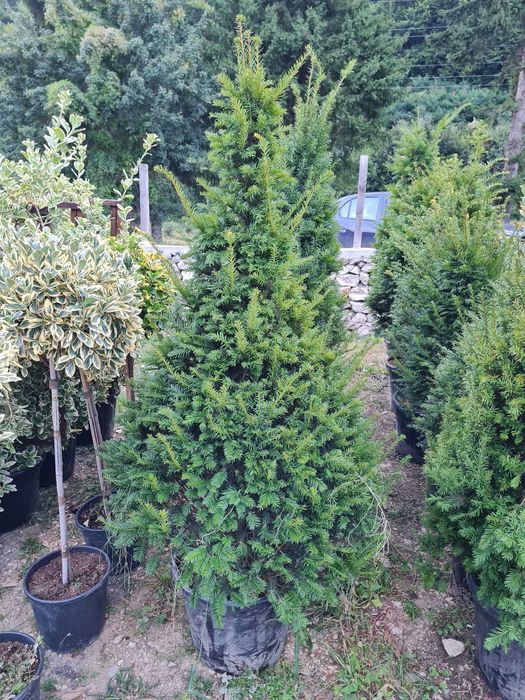 Plante de Exterior Rezistente – Echipa Noastră Asigură Montajul