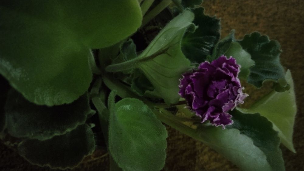 Фиалки сортовые крупные.