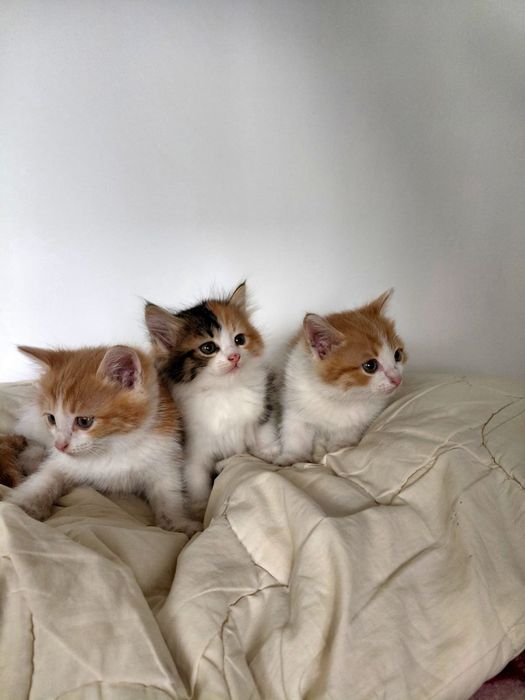 Отдам котят в добрые руки