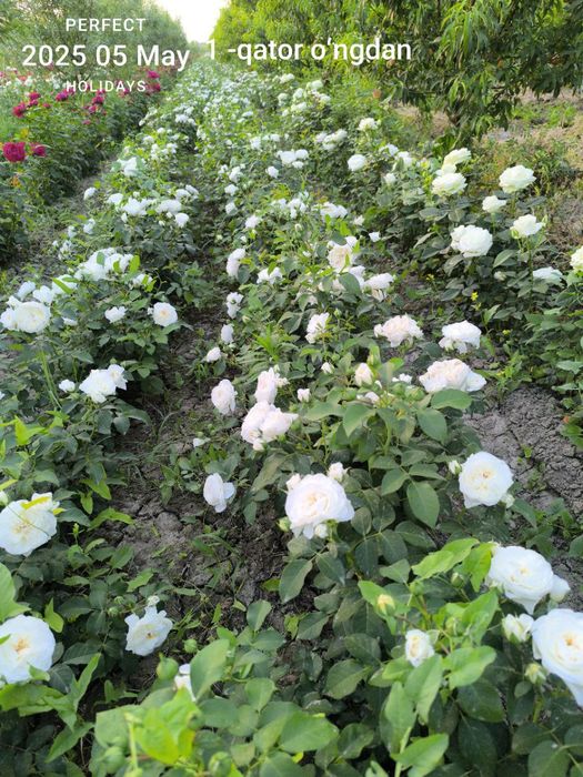 Atirgul атиргул роза