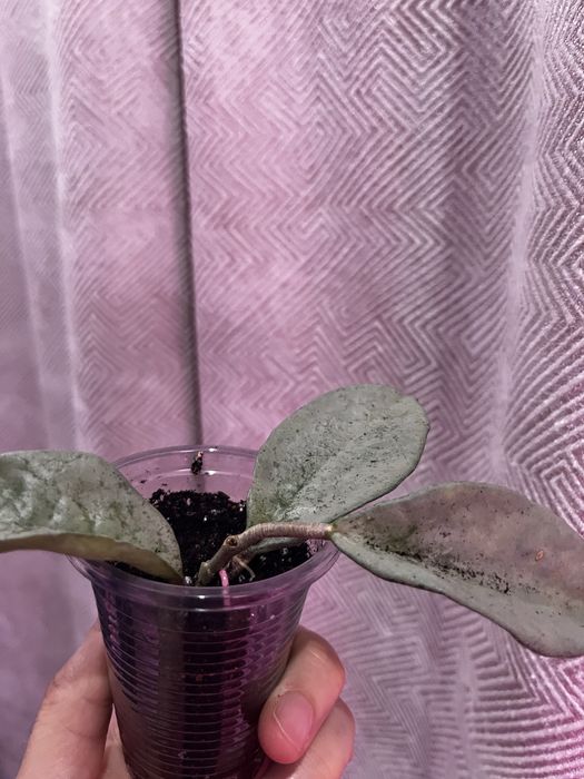 Хойи , укорененные черенки