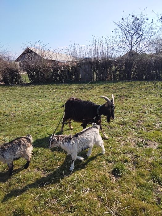 Vând 2 capre una dintre ele are dauă ieduțe și cealaltă este gestantă