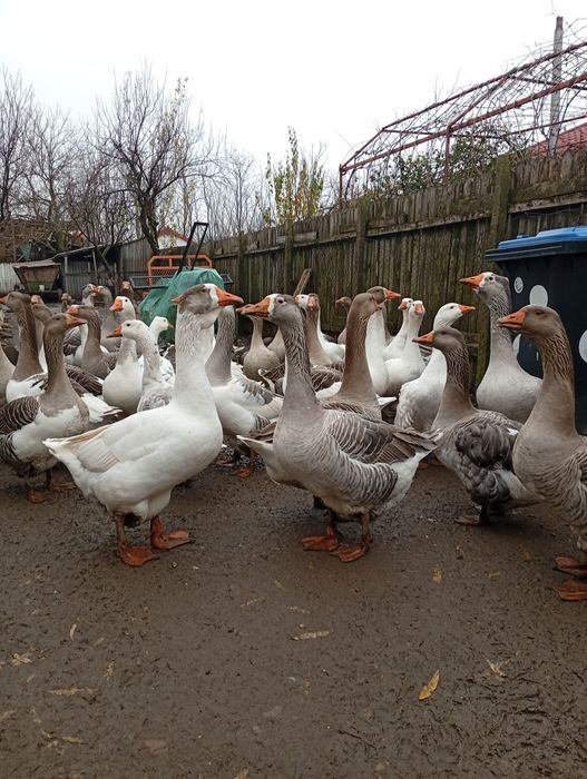 De vânzare gâște și gascani