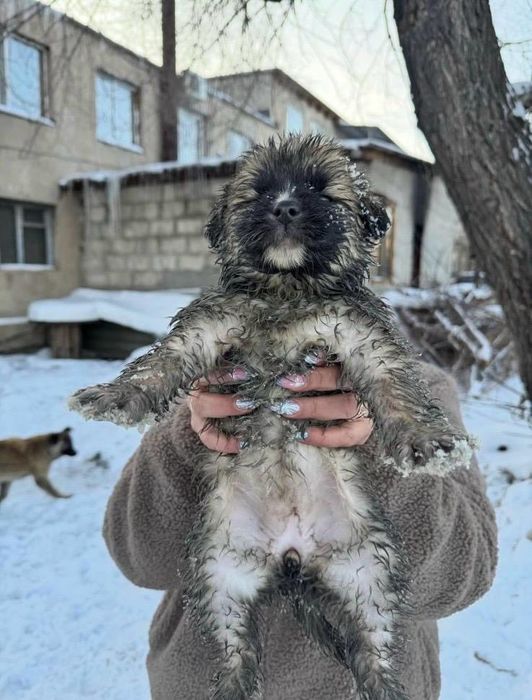 Отдадим чудесных щенят