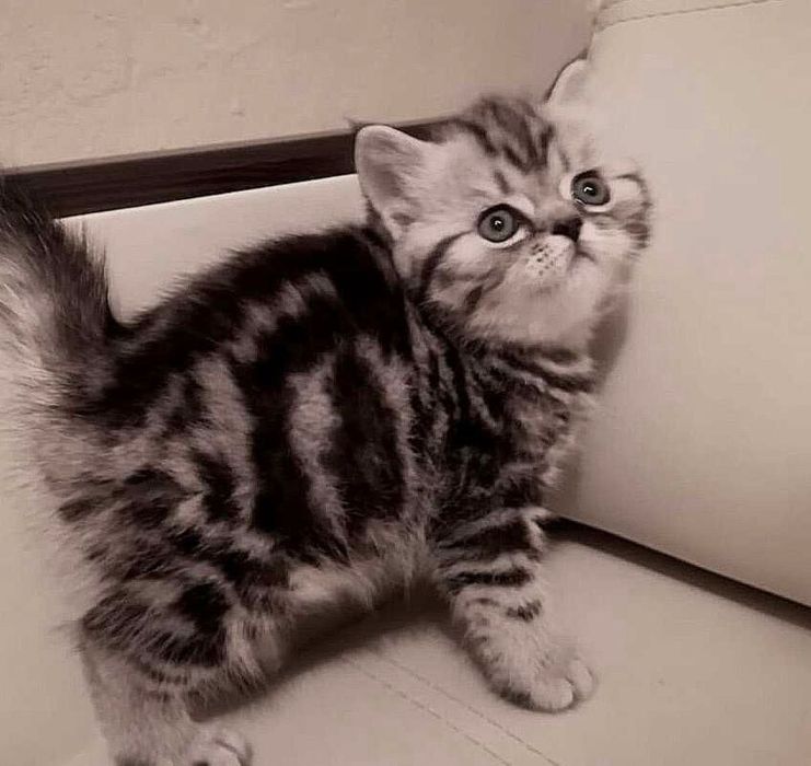 Продаются шотландские малыши!