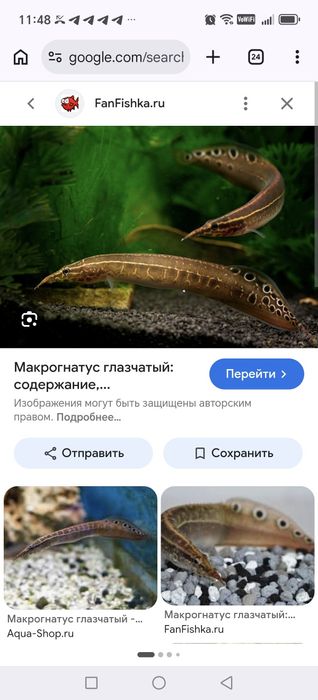 Продаётся Макрогнатус