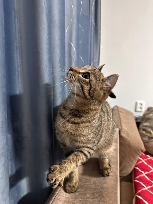 Кошки Мысық бесплатно