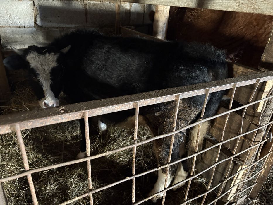 Продам бычка