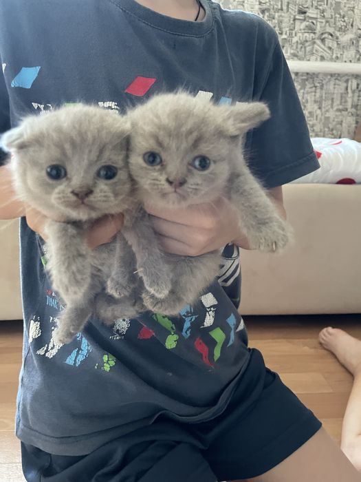 Отдам  котят в добрые руки