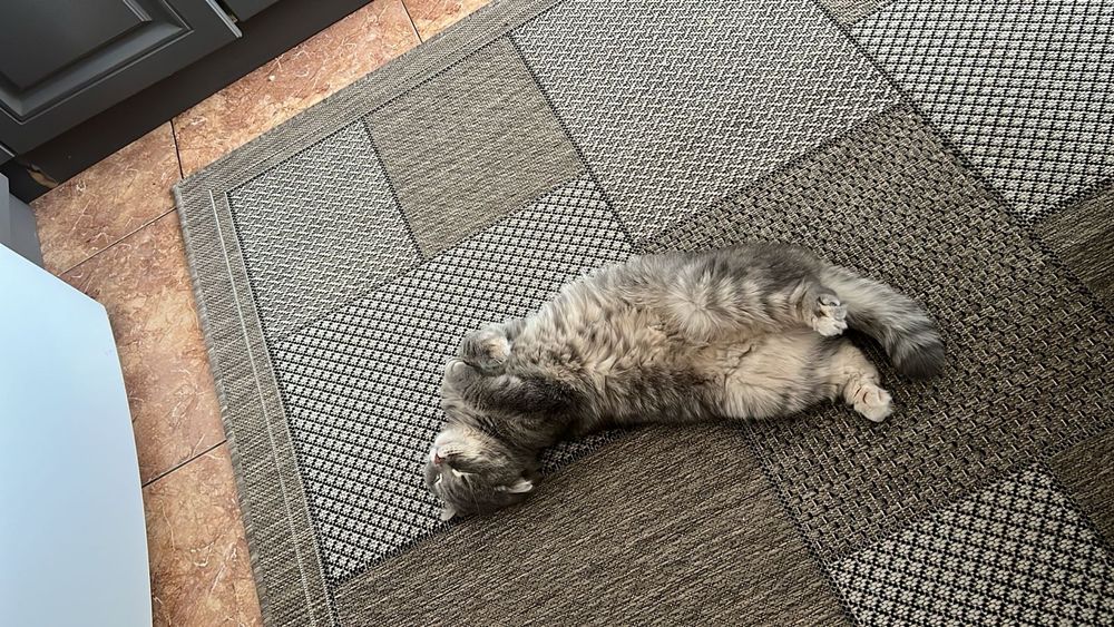 Отдам кошку умная чистая.