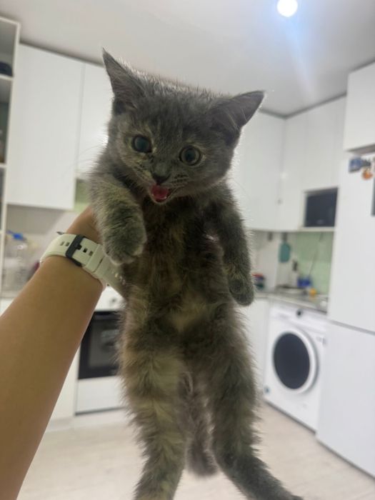 Котенок ищет дом