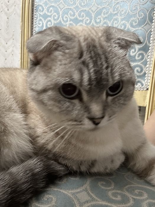 Кошка ,девочка,6лет,не родила совсем,
