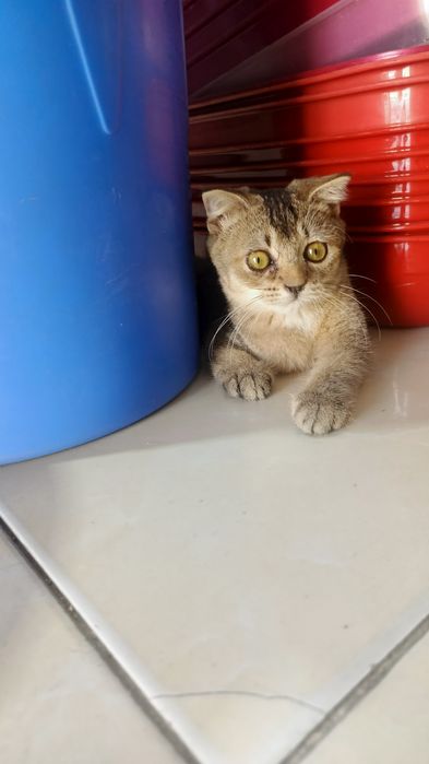 Продается котята шиншиллы