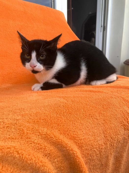 Подарявям сладки котенца на 4 месеца