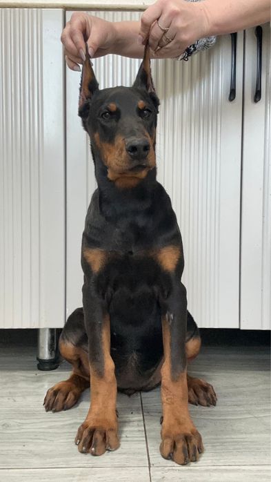 Доберман девочка 4 мес