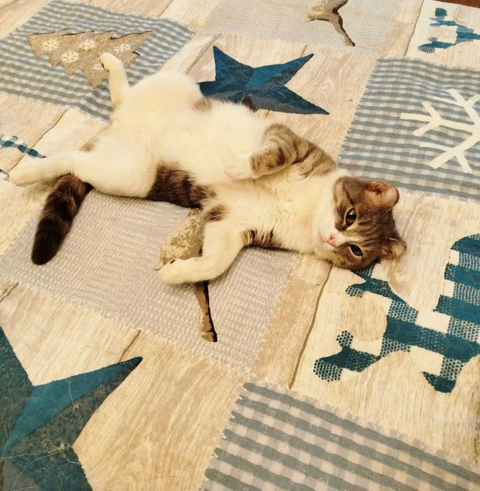 Ищет дом очаровательный котик!