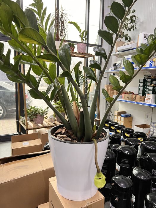 Цветок Замиакулькас