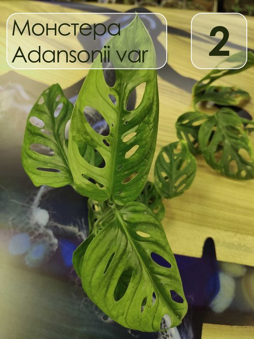 Монстера адансони Monstera adansonii