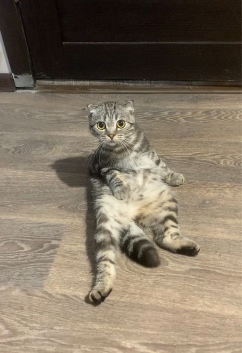 Шотландская вислоухая